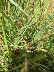 Lycaena enysii