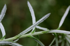 Pseudognaphalium oligandrum