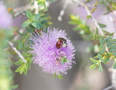 Melaleuca decussata
