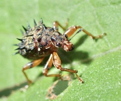 Rhamnapoderus