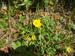 Potentilla ruprechtii
