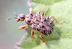 Rhamnapoderus