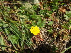 Potentilla ruprechtii