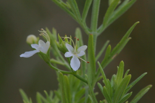 Teucrium trifidum Retz.