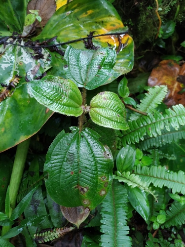 Mountain Fuchsia (Miconia purpurea)