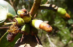Eucalyptus utilis