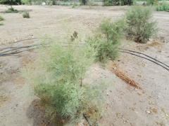 Tamarix aucheriana