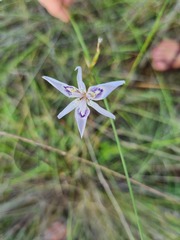 Moraea stricta