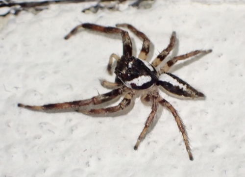 Hyllus plexippoides