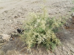 Tamarix aucheriana
