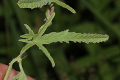 Convolvulus austroafricanus