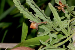 Convolvulus austroafricanus