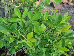 Vitex pooara