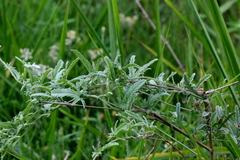 Convolvulus austroafricanus