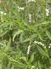 Heliotropium lineare