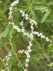 Heliotropium lineare