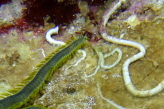 Eulalia