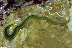 Eulalia