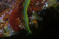 Eulalia