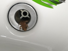 Eleutherodactylus johnstonei