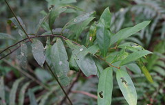 Schima superba kankaoensis