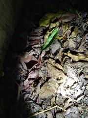 Eleutherodactylus johnstonei