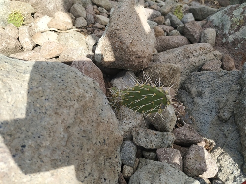 Opuntia triacanthos, photograph 6