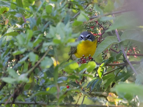 Yellow-breasted Chat