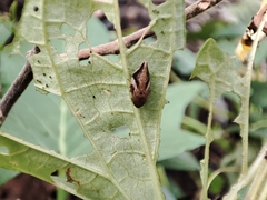 Clovia