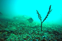 Parequula melbournensis