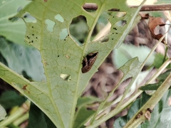 Clovia