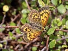 Lycaena salustius