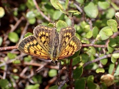 Lycaena salustius