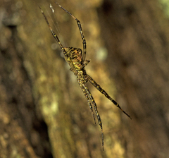 Janula bicornis