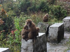 Macaca assamensis