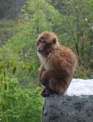 Macaca assamensis