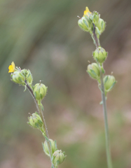 Linaria simplex