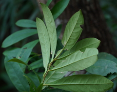 Schima superba kankaoensis