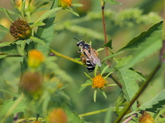 Halictus sexcinctus