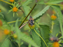 Halictus sexcinctus