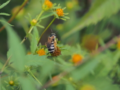 Halictus sexcinctus