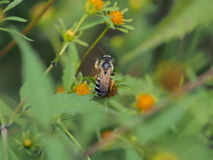 Halictus sexcinctus