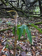 Arisaema nepenthoides