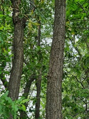 Cussonia transvaalensis