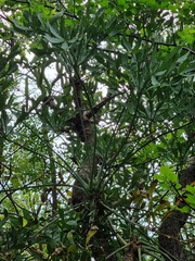 Cussonia transvaalensis