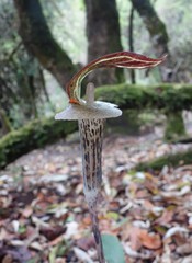 Arisaema nepenthoides