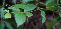 Uncaria lanosa