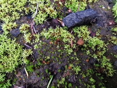 Lamprospora