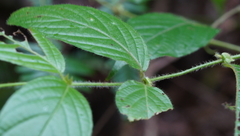 Uncaria lanosa