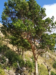 Pimenta racemosa